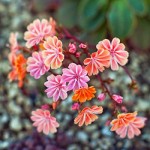 lewisia-cotyledon