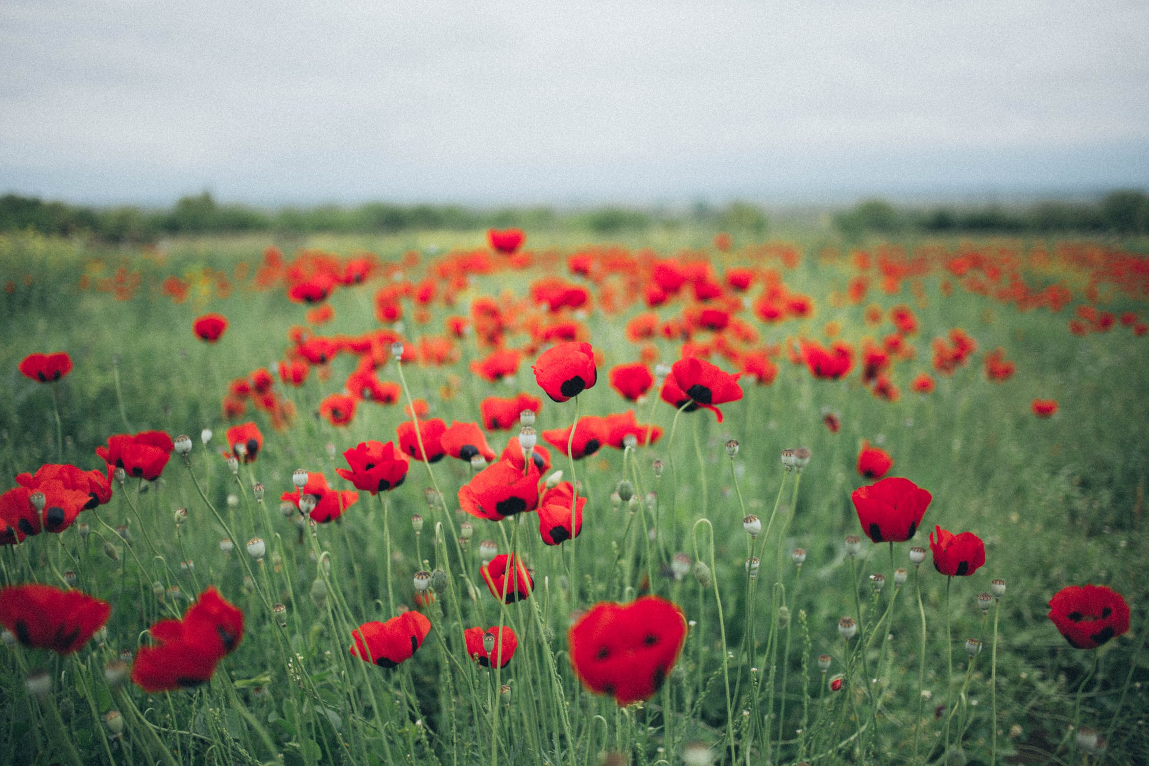 MEMORIAL DAY: Beautifully Crafted Ceramic Poppies Planted for