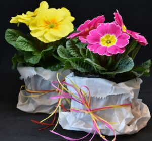 pink and yellow primroses